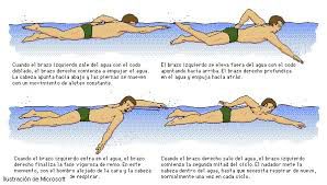 natación un deporte para todas las edades-crol