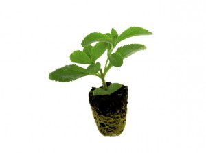 La Stevia - esqueje stevia