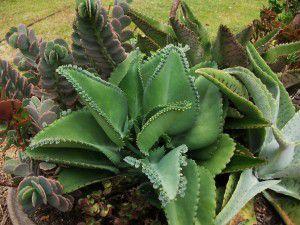 La Kalanchoe-Kalanchoe-daigremontiana