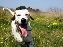 gestos para cuidar tu salud-perro