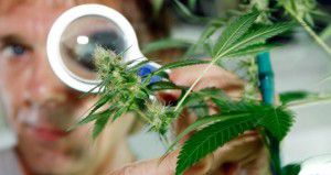 Marihuana para uso medicinal