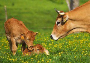 pasate a lo organico- vacas en el campo