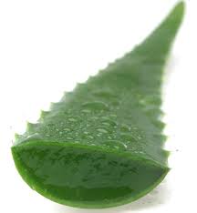 Aloe vera beneficios para la salud - aloe