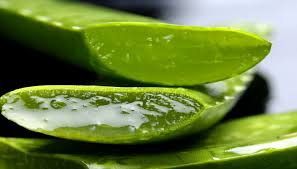 Aloe vera beneficios para la salud- medio
