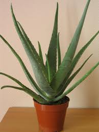 Aloe vera beneficios para la salud