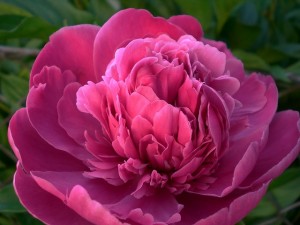 como tratar un orzuelo-peonia