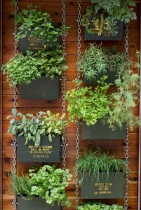 jardin urbano especies