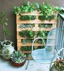 Especias aromáticas para tu jardín urbano