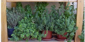 plantas aromaticas