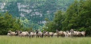 escap de la ciudad disfruta de la naturaleza - caballos campo