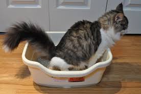 toxoplasmosis