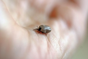 enfermedad de lyme