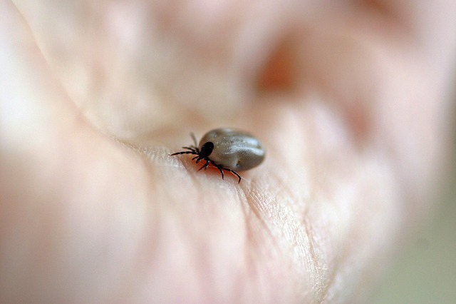 ¿Qué es la enfermedad de Lyme?