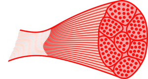 tipos de musculatura