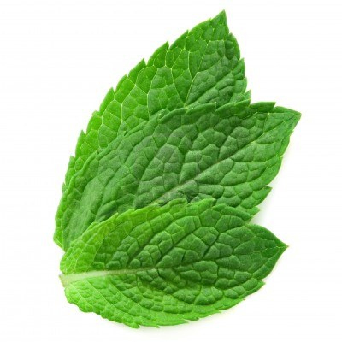 labios-naturales-perfectos-menta