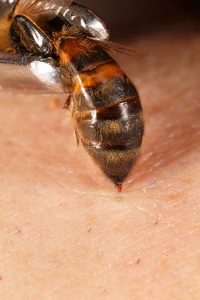 veneno abejas multiples beneficios