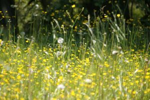 La primavera es la peor estación del año para los alergicos primavera peor estacion para alergicos